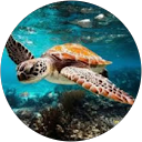 Mich Sol profile picture